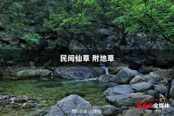 民间仙草 附地草