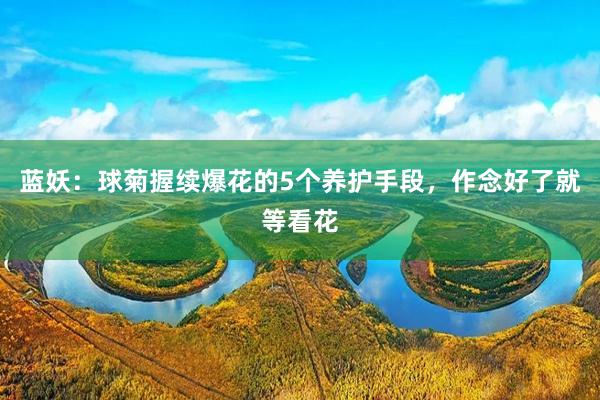 蓝妖：球菊握续爆花的5个养护手段，作念好了就等看花